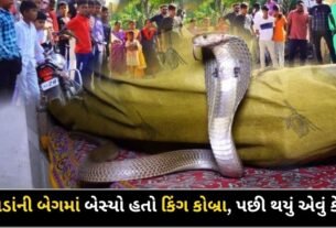 People caught the king cobra snake hidden in the house and put it in a bag