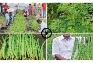 Start this farming with an investment of 50 thousand