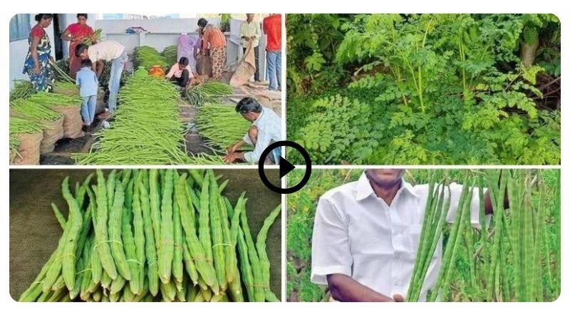 Start this farming with an investment of 50 thousand