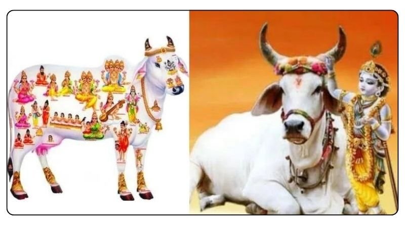 These are the benefits of keeping a cow idol at home