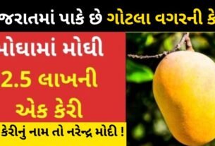 This place in Gujarat grows mangoes without shells