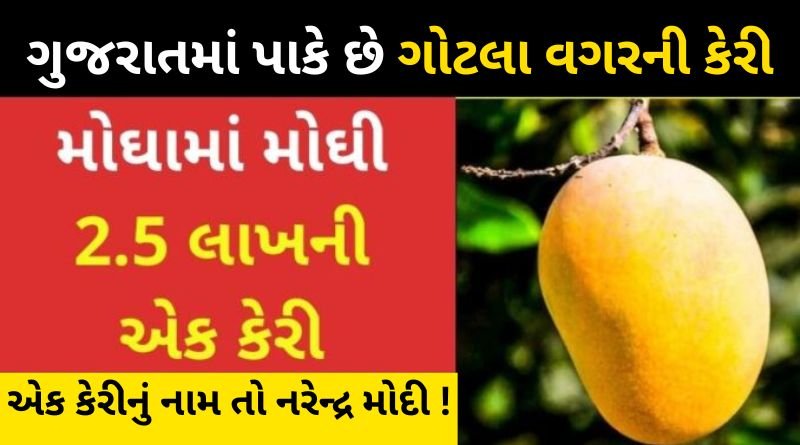 This place in Gujarat grows mangoes without shells