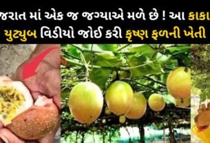 This uncle watched the YouTube video on the cultivation of Krishna fruit