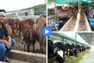 This young man started animal husbandry business in the village