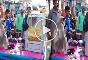Even the monkey wanted to eat Panipuri