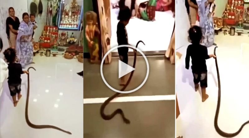 A small child took a live snake home by its tail