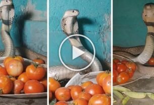 King cobra kept for protection of tomatoes