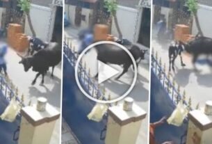 Cow attacked girl returning from school