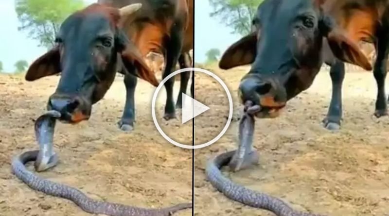 Viral video of cow and snake