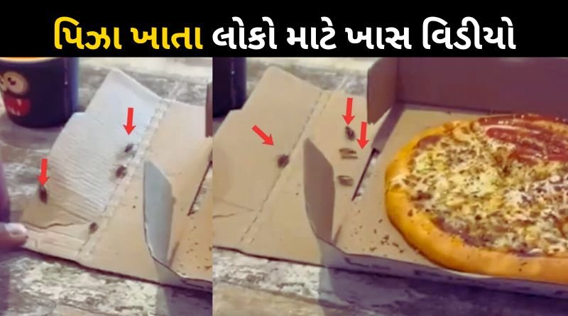 Germs emerge from the pizza boxes of Ahmedabad-based pizza brand La Pino's