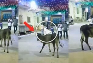 Viral video of cow playing Garba in Navratri